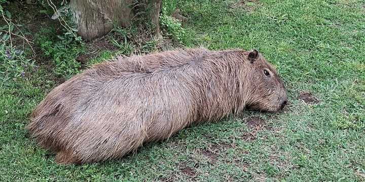 Qué pasó con el carpincho brutalmente golpeado por un grupo de hombres en un country de Canning