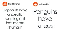 People Share Interesting Wildlife Facts That Not A Lot Of People Know, Here Are The 32 Best Ones