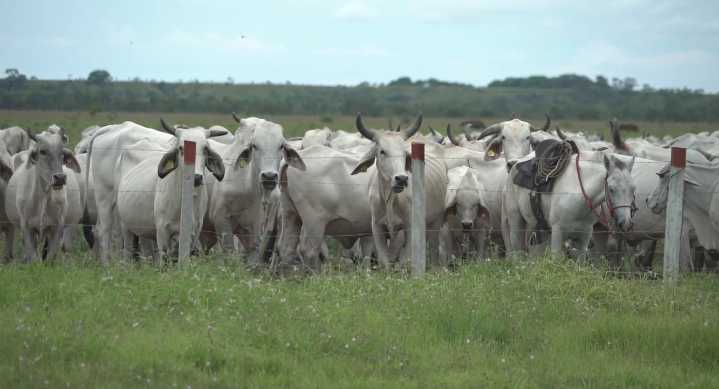 El 4 de junio iniciará el primer ciclo de vacunación contra la fiebre aftosa y brucelosis bovina del 2024