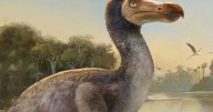 Extinto pájaro dodo podría volver a la vida: científicos logran paso clave en su recuperación de especie