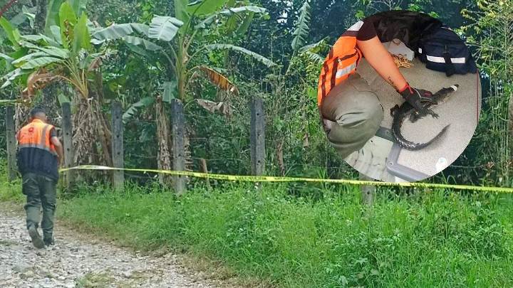 Protección Civil de Río Blanco mantiene vigilancia tras avistamiento de crías de cocodrilo en el municipio