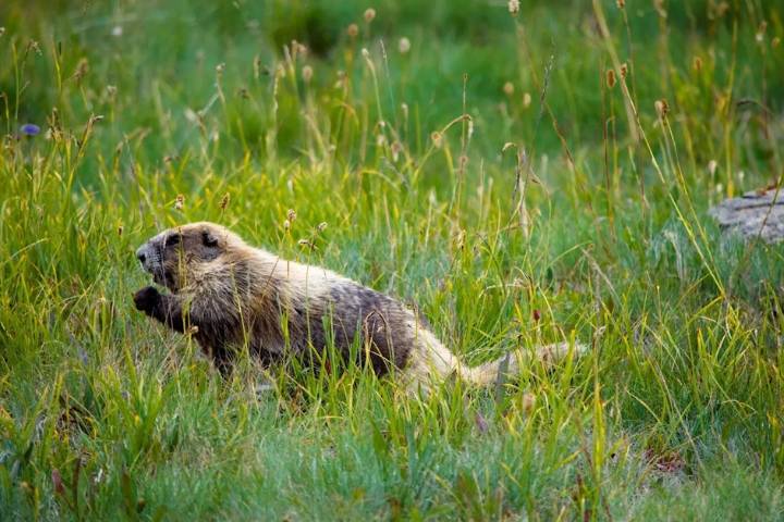 Federal protection sought for Olympic Peninsula marmots