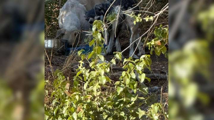 California Rescuer Rushes To Help 2 Abandoned Souls And Finds Herself Saving 16 Precious Lives