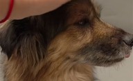 Valle Colino busca de forma urgente una nueva familia para Ellie: “Está dejando de comer de lo mal que lo está pasando”