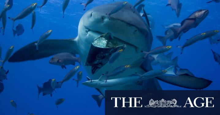 Queensland: Shark nets ‘don’t actually do anything’. Why are we using them?