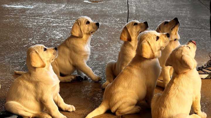 Grant loosens financial leash for Guide Dogs of the Desert