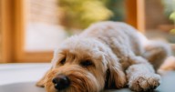 Huge government update for dog and cat owners over vet prescription rules