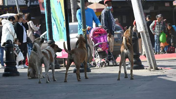 ¿Cómo le ha ido en BC a la Fiscalía especializada en delitos contra animales?