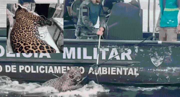 Conmovedor: jaguar herido es rescatado tras nadar horas en el Río Negro en Brasil Tras un exitoso rescate, el felino está en cuidados intensivos en Manaos.