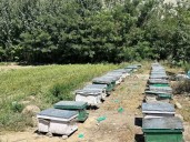 Buckwheat Honey In Kargil Opens New Pathways Towards Rural Livelihood