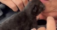 Trapped two-day-old kitten rescued from inside police car engine