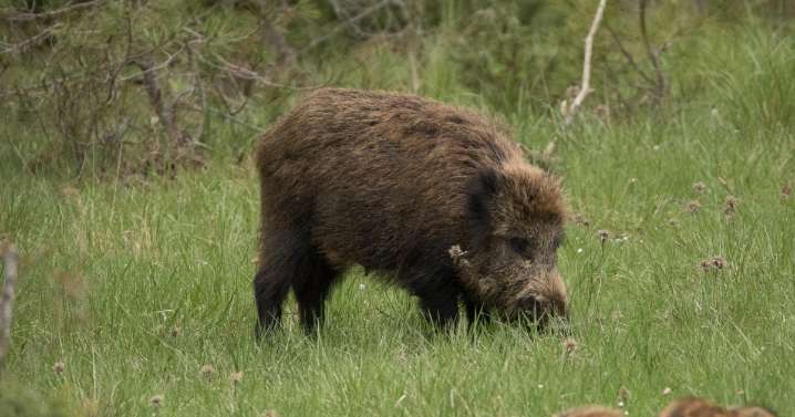 El efectivo método gratuito para controlar la sobrepoblación de jabalíes en Cáceres