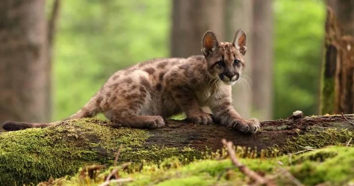 Condenaron a un joven por asesinar a puma y filmar la agresión: le ordenaron capacitarse en fauna silvestre