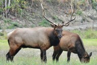 Vancouver Island farmer left unimpressed by the majestic elk