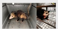 Two live opossums captured at Honolulu Harbor