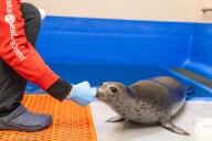 Spotted seal pup is a ‘rare’ rescue patient at Alaska SeaLife Center