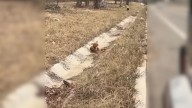 Pup Left Injured In Missouri Ditch Is Saved By Truck Driver’s Compassionate Act