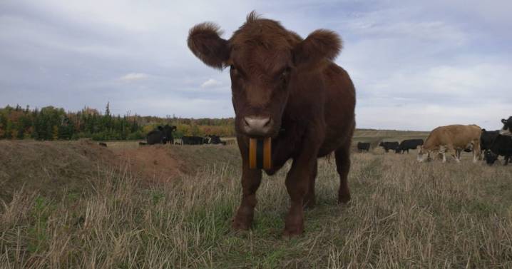 Canada farming: P.E.I. farmers use e