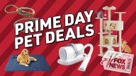 Prime Big Deal Days means big pet savings: Up to 50% off cat and dog gear