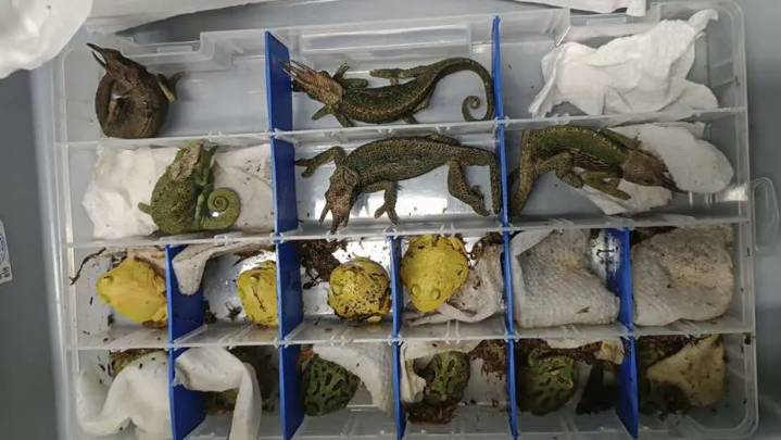 Incautan en frontera de EEUU con México vehículo con más de cien animales exóticos