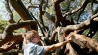 Plantó cientos de árboles para delimitar una frontera: tiene más de 300 años y es un símbolo de colonización