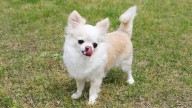 Aviso urgente de los veterinarios a los dueños de perros: nunca hagas esto porque es muy peligroso