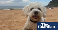 As eastern Australia prepares to swelter, here’s how to protect your pets in a heatwave
