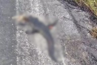 Cocodrilo protegido muere atropellado en la carretera Campeche–Carmen cerca de Punta Xén, Champotón