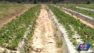 Some money released amid government shutdown helps Louisiana farmers