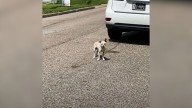 Texas Dog With Neurological Challenges Is Rescued By Woman Who Sees His Hidden Strength