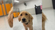 Ohio Couple Shares Touching Photos Of Their Lonely Dog At Daycare As She Had No One To Play With