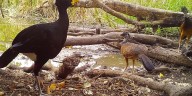 Uaxactún, la aldea guatemalteca que inspira al mundo con su defensa de la selva y la fauna