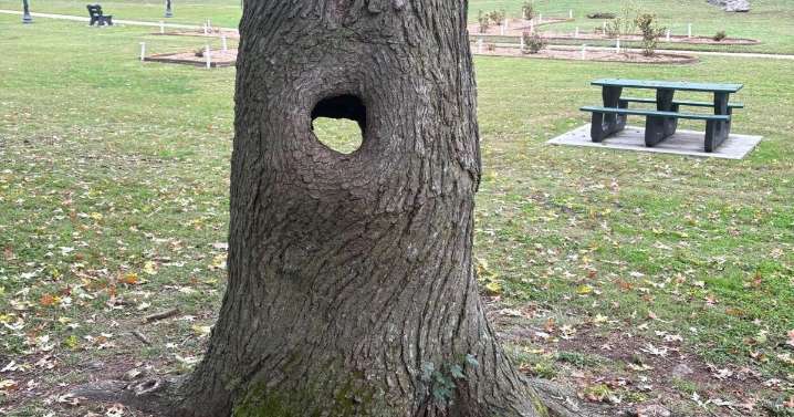 Neosho to remove large tree in Big Spring Park because of safety concerns