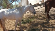 Lo detuvieron con dos equinos, no pudo justificar propiedad porque eran robados