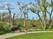 Portage pays $182K to replant 250 more trees after tornado destroyed 48,000