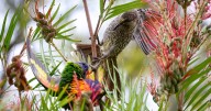 You'll definitely see rainbow lorikeets - but can you spot the Illawarra's rarest birds?