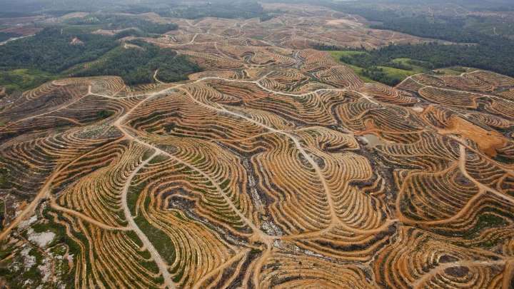 Bruselas no retrasará la ley contra la 'deforestación importada', pero la flexibilizará