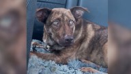 The Sickest Dog At California Shelter Gets A Chance, Her Transformation Is Heartwarming