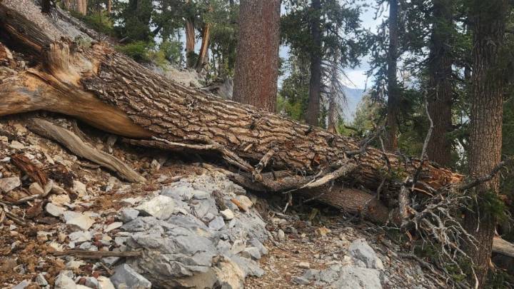 Trees blocking trail at Mt. Charleston to be removed; closure scheduled this week