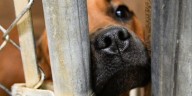 Upstate shelter at critical capacity may have to euthanize animals