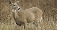 Men charged after headless deer carcasses found in Missouri