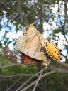 La cordillera de Los Andes, una barrera selectiva que revela secretos de la biodiversidad tropical, según estudio