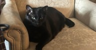 National Cat Day is coming. Celebrate with kitty board games, crafts and adoptable felines.