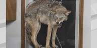 Wild Encounter: North Dakota man films coyote in garage showdown