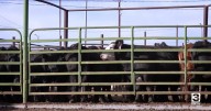 Montana’s cattle market holds steady amid talk of Argentine beef imports