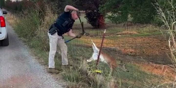 VIDEO: Oklahoma deputies help baby deer stuck on a fence