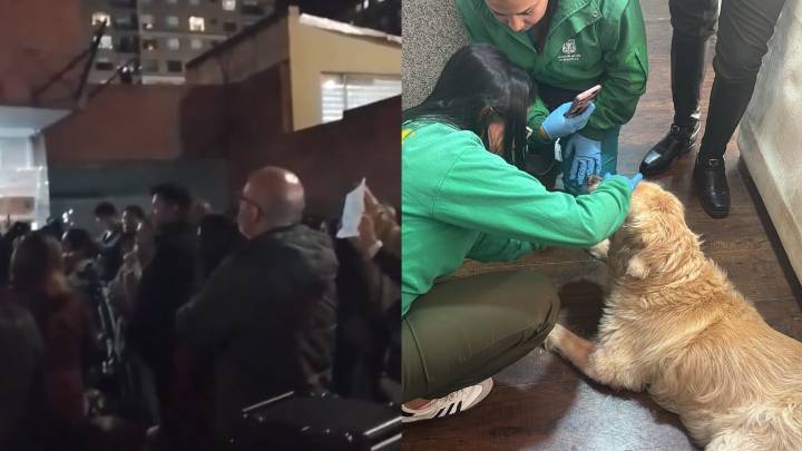 Bogotá hace plantón para exigir justicia por Samantha, la perrita maltratada por años: filtran video del 2018 con más agresiones