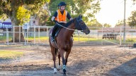 RACING 
                                          Premium
                                        Pateman to play a key role on Belgravia Stakes Day