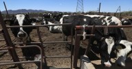 Disminuyen 28 % los casos de gusano barrenador en ganado