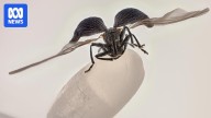 Nikon Small World photomicroscopy competition's top 15 images of 2025 capture our tiniest signs of life